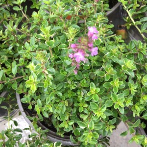 THYME FOXLEY 11cm